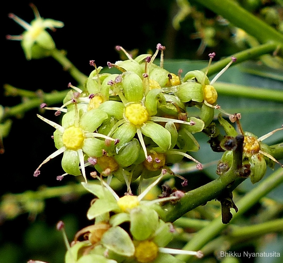 Semecarpus coriaceus Thwaites